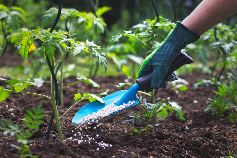 Fertilizante Casero Y En Qu Plantas Usarlo