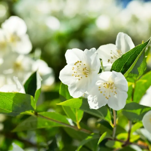 Tips de jardinería: plantas que ayudan a atraer el dinero