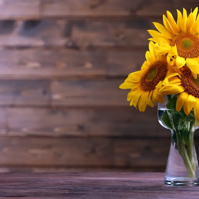 Tips de jardinería: Cómo cuidar un girasol y cómo saber si tiene alguna  plaga