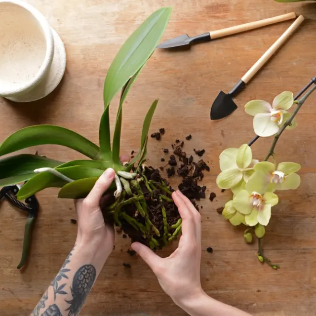 Cómo hacer un abono de café para orquídeas