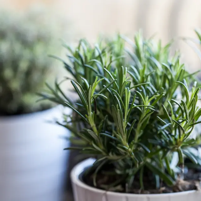Tips de jardinería: qué plantas son medicinales y fáciles de cuidar