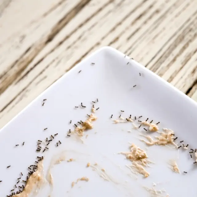Cómo eliminar las hormigas definitivamente