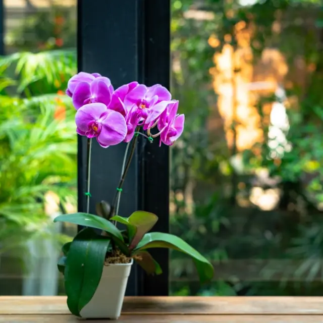 Tips de jardinería: rucos para evitar que una orquídea se muera