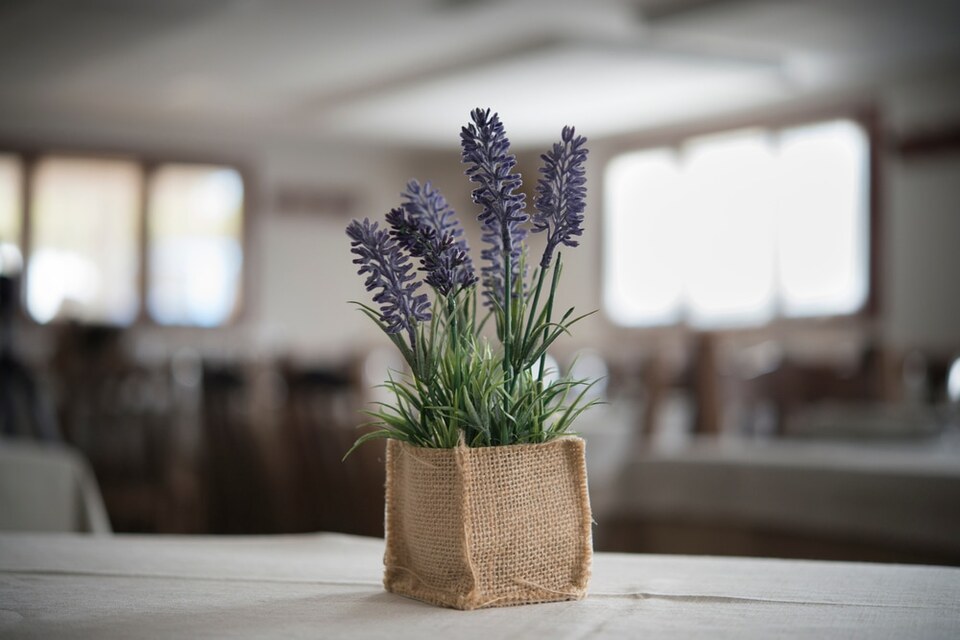 Tips de jardinería: Cómo cuidar una lavanda para que siempre tenga flores