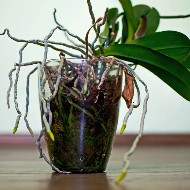 El propietario Administración contacto Tips de jardinería: cómo cuidar las raíces de una orquídea que se salieron  de la maceta