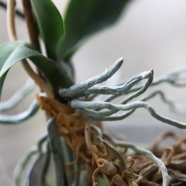 El propietario Administración contacto Tips de jardinería: cómo cuidar las raíces de una orquídea que se salieron  de la maceta