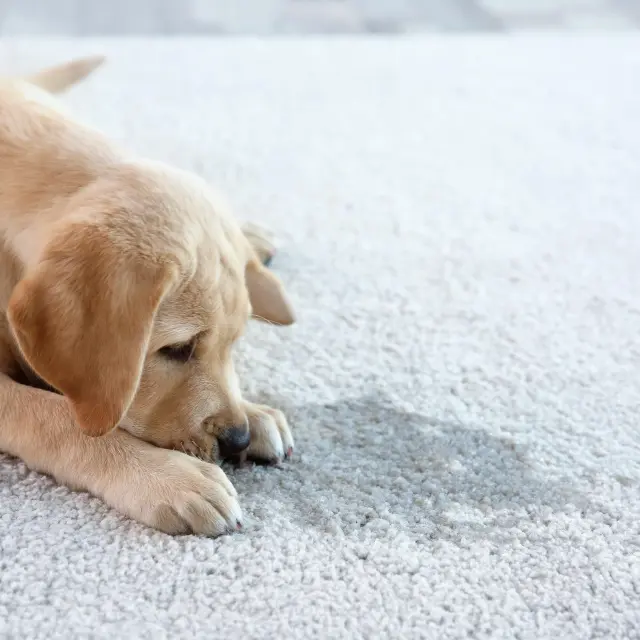Tips para quitar el olor a perro mojado