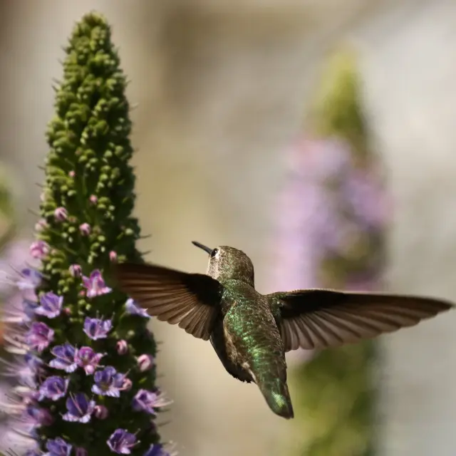 5 Plantas para atraer colibríes