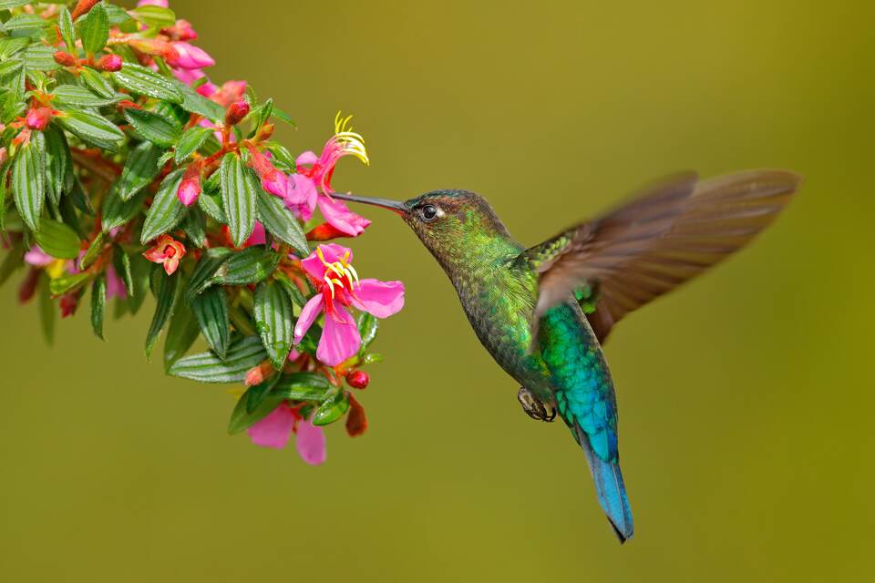 5 Plantas para atraer colibríes