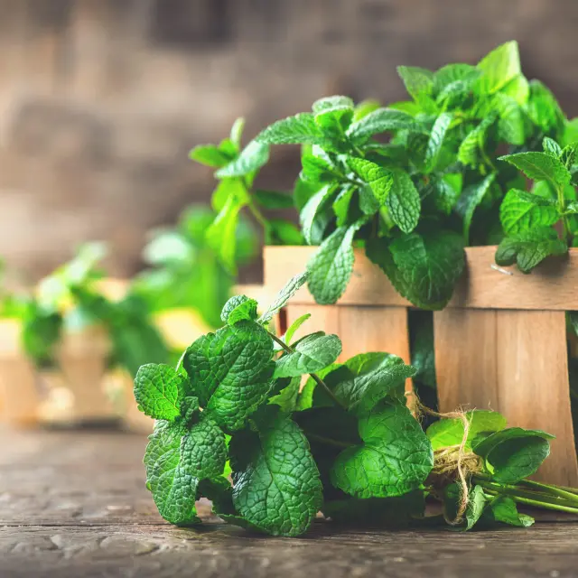 Cómo eliminar las ratas con lavanda y menta?