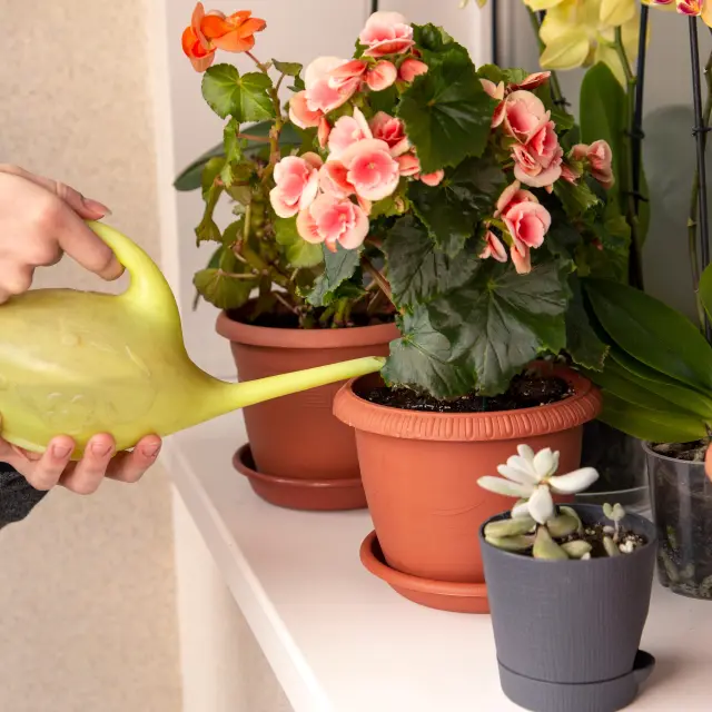 5 cuidados básicos de una begonia