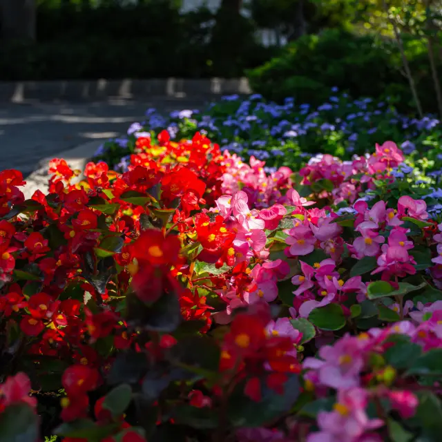 5 cuidados básicos de una begonia