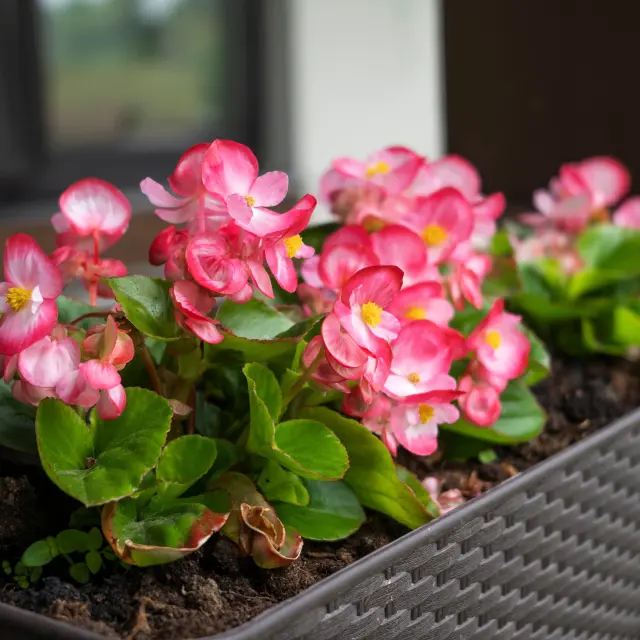 5 cuidados básicos de una begonia