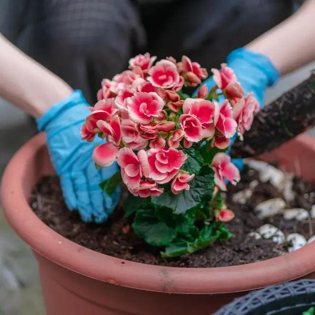 5 cuidados básicos de una begonia