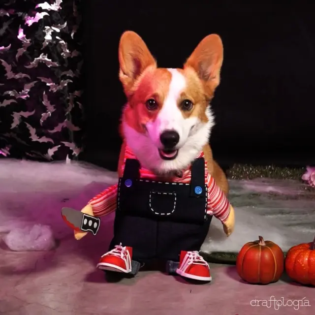 Cómo hacer un disfraz de Halloween para perro pequeño