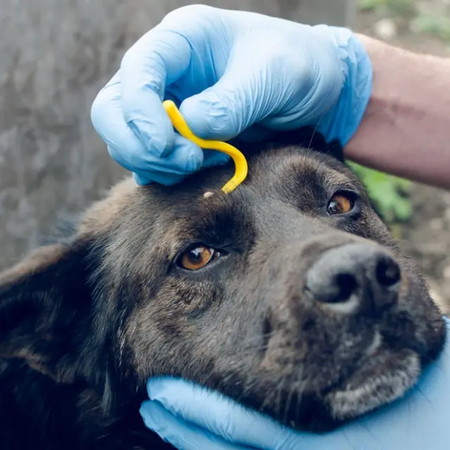 como sacar una garrapata de un perro con vaselina