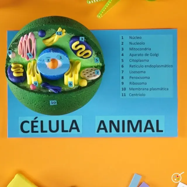 Cómo hacer una maqueta de célula animal con plastilina